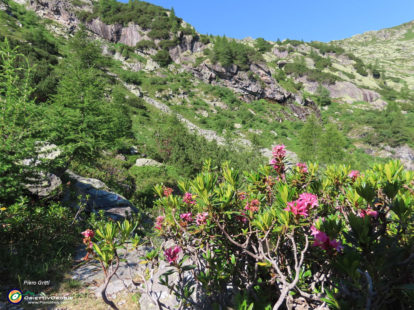 25 Rhododendron ferrugineum (Rododendri rossi ) in fiore .JPG